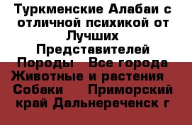 Туркменские Алабаи с отличной психикой от Лучших Представителей Породы - Все города Животные и растения » Собаки   . Приморский край,Дальнереченск г.